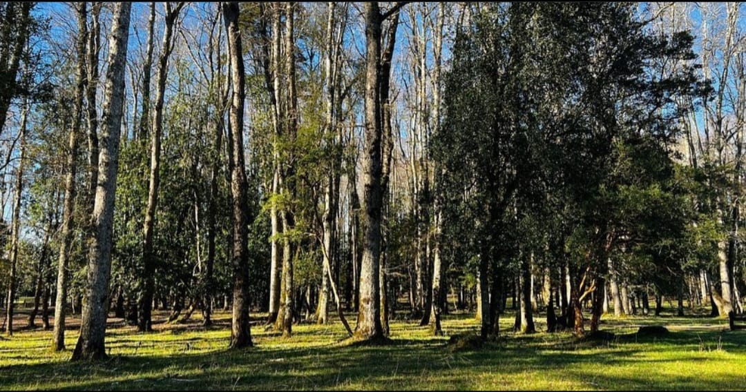 ba4c6a0d-12e2-480e-a691-5c694999ea06