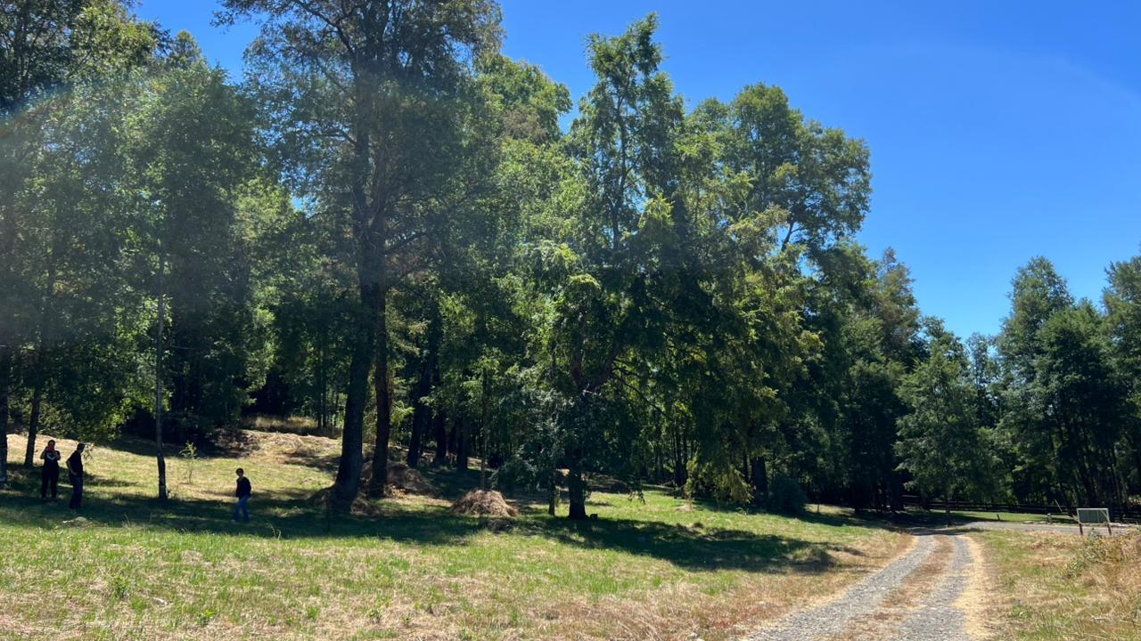 87a19785-e048-4d53-b6e5-5a2e7bc5a53b