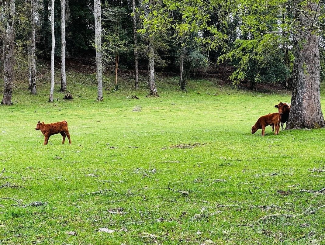 98951dbf-acf3-44e6-9712-f110deac2eaa