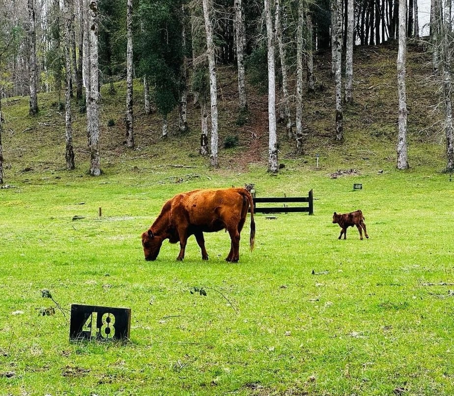 a42b0066-31c3-4a99-84c3-6ca1e249ae6a